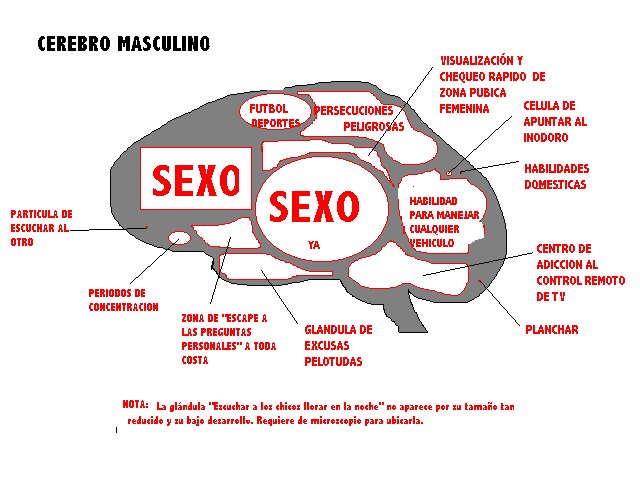 cerebro-masculino.jpg
