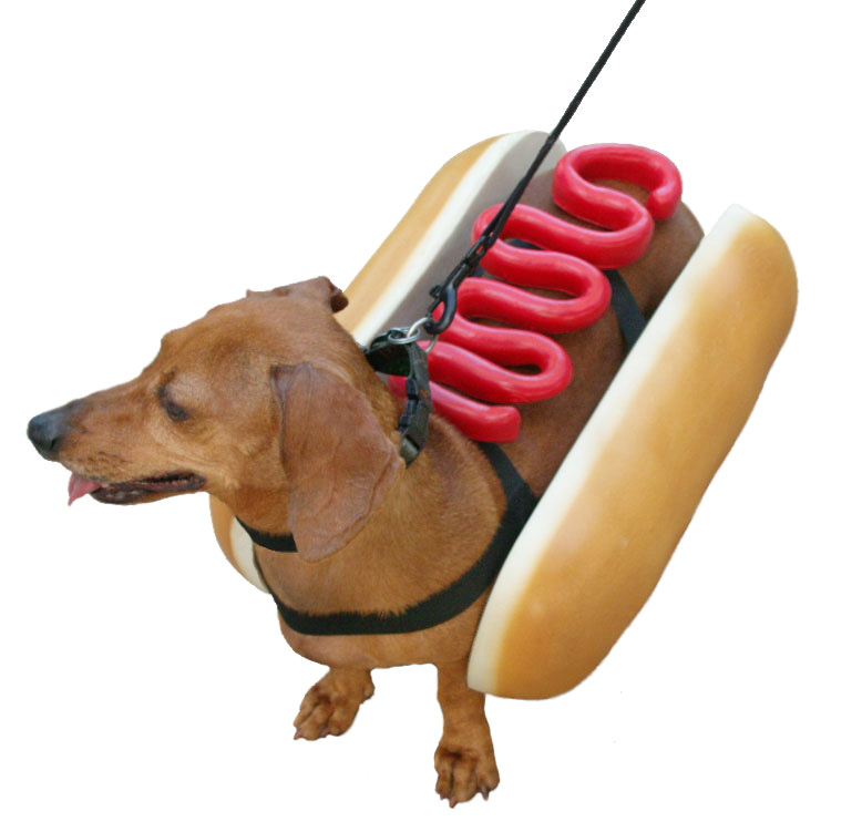 perrito-ketchup.jpg
