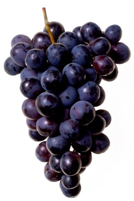 vinos-priorato-uva.jpg