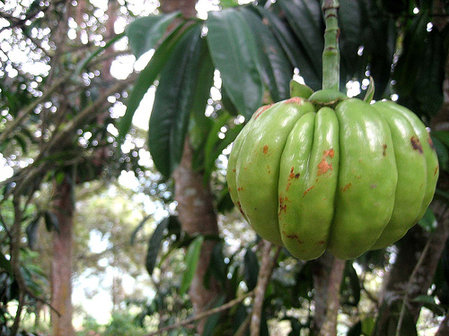 garcinia Perder Peso con ayuda de Garcinia