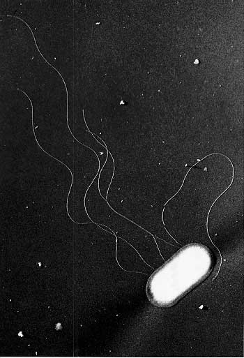 ECOLI, 0 157