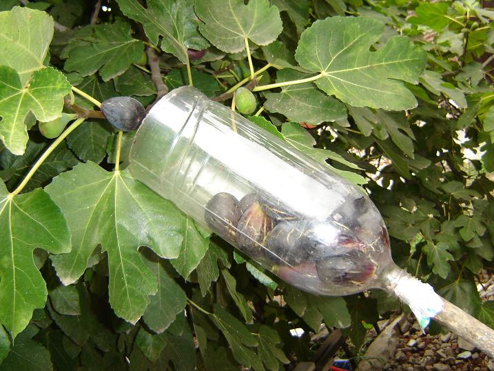 fruta-en-la-botella Juegos de cocina, mete la fruta en la botella