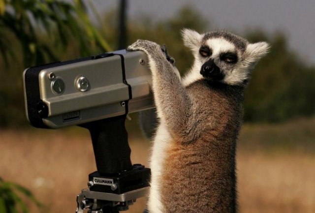 Animales fotógrafos 14 Animales fotógrafos 14