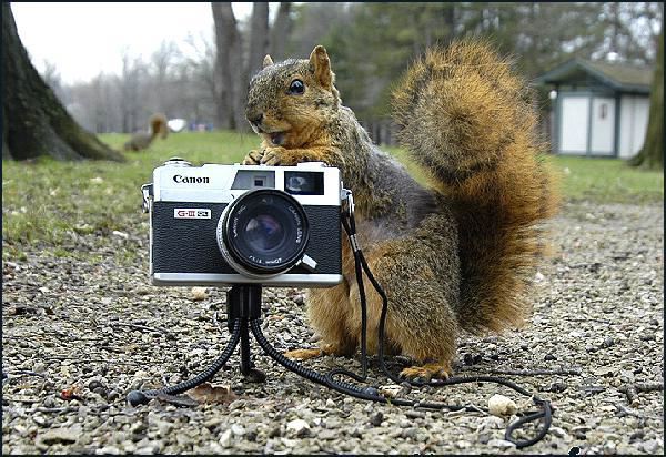 Animales fotógrafos 15 Animales fotógrafos 15