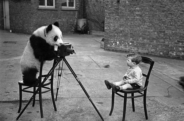 Animales fotógrafos 16 Animales fotógrafos 16