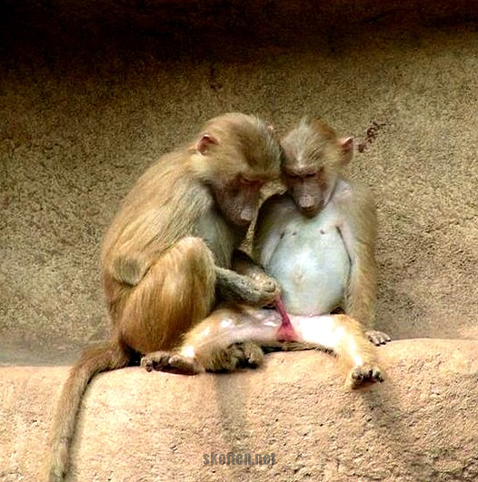 Animales fotógrafos 18 Animales fotógrafos 18