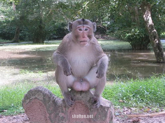 Animales fotógrafos 19 Animales fotógrafos 19