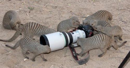 Animales fotógrafos 2 Animales fotógrafos 2