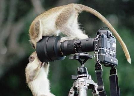 Animales fotógrafos 4 Animales fotógrafos 4