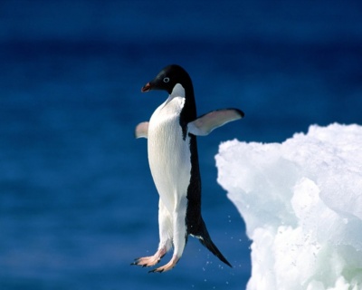 Juego lanzar el pinguino en África Juego lanzar el pinguino en África