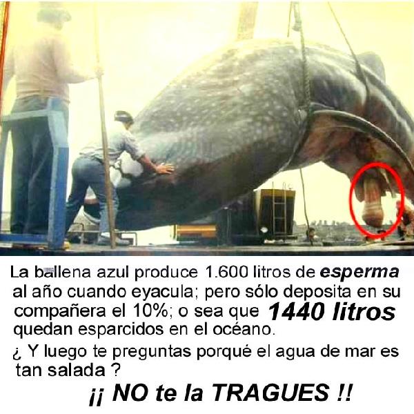 Lavidaeshumorenlacocina1 Lavidaeshumorenlacocina1