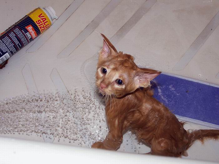 gatosnolesgustanduchas10 gatosnolesgustanduchas10