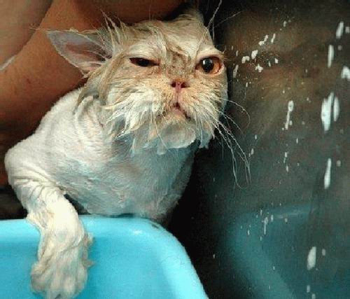 gatosnolesgustanduchas12 gatosnolesgustanduchas12