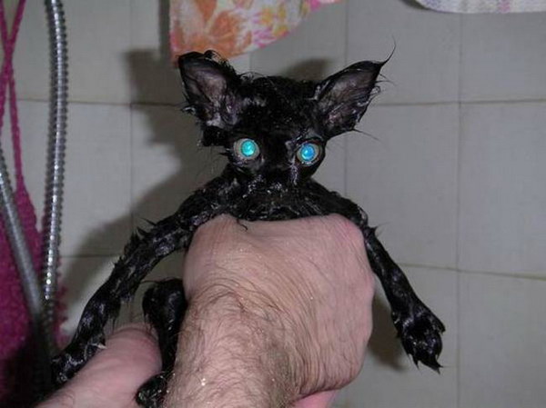 gatosnolesgustanduchas13 gatosnolesgustanduchas13