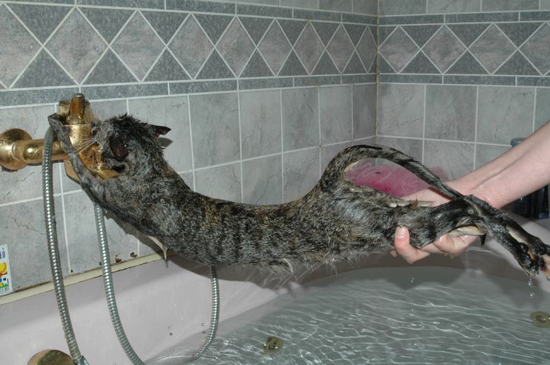 gatosnolesgustanduchas14 gatosnolesgustanduchas14