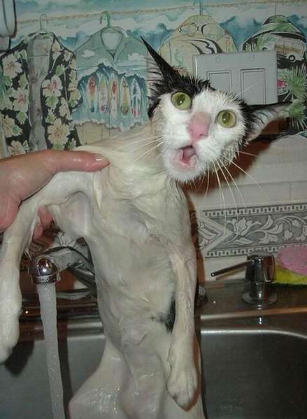 gatosnolesgustanduchas15 gatosnolesgustanduchas15