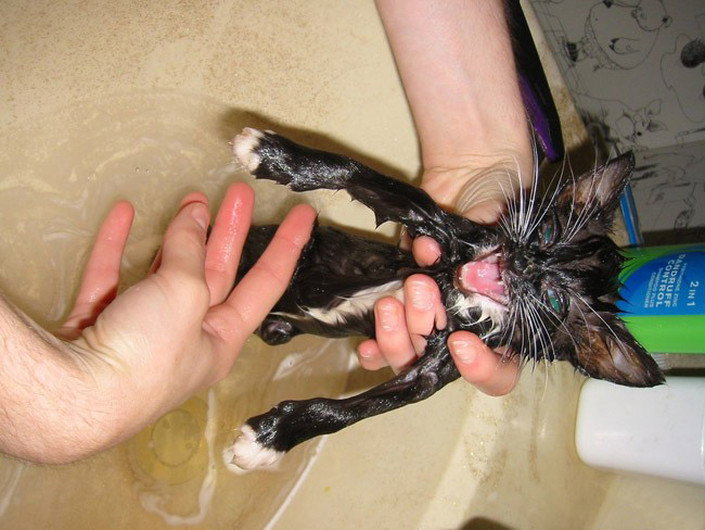 gatosnolesgustanduchas8 gatosnolesgustanduchas8