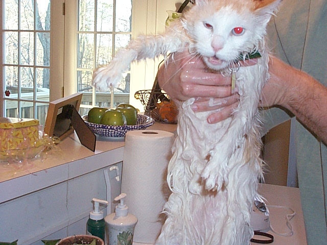 gatosnolesgustanduchas9 gatosnolesgustanduchas9