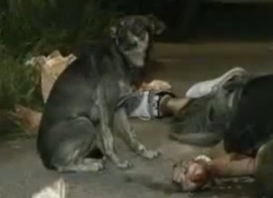 amor de perro El no te abandonaría