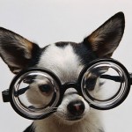 El perro ese amigo