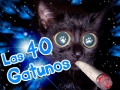Esos lindos felinos