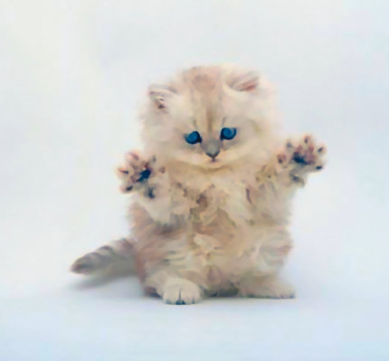 Esos lindos felinos