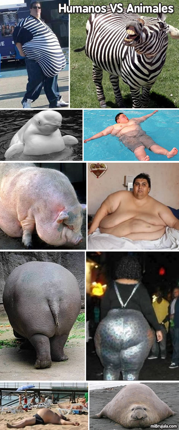 Humanos y animales