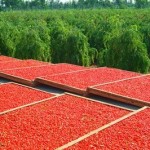 Lo que no sabías de las bayas de Goji