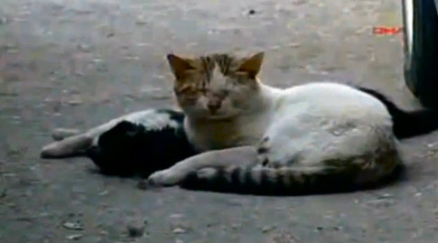 gatos amistad gatos amistad