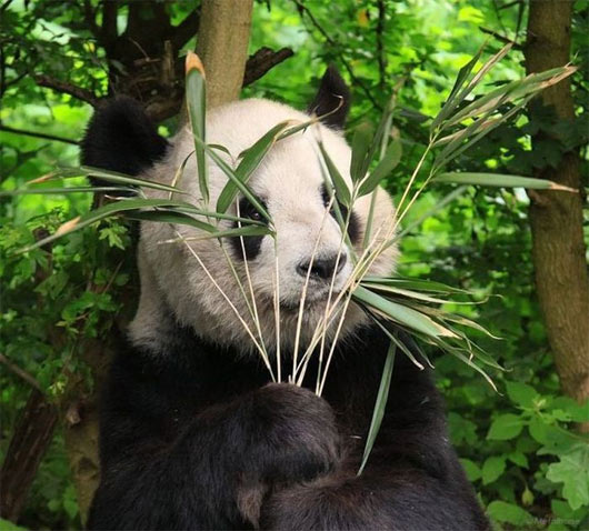 panda poeta panda poeta