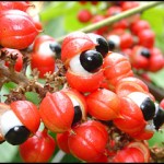 Guaraná para adelgazar