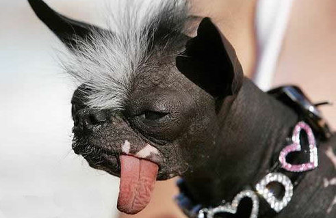 perro feo 2 perro feo 2
