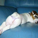 Tu mejor amigo, los perros