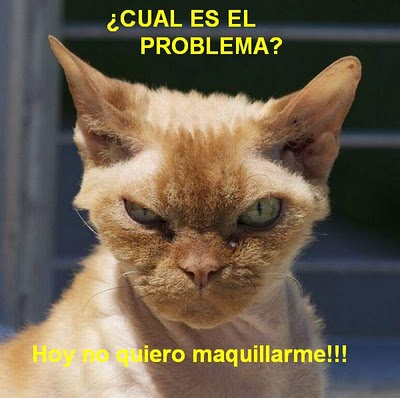 gatos enojados videos