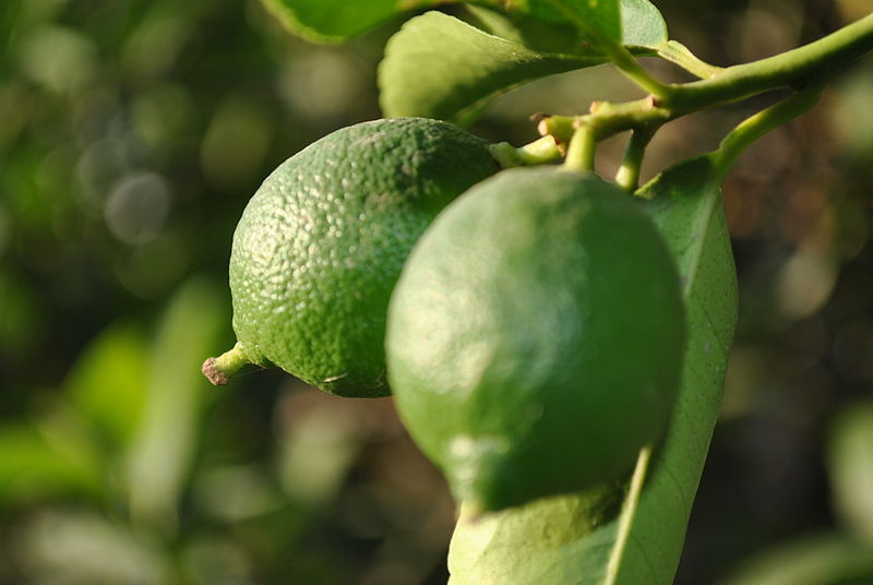 limon-verde limon-verde