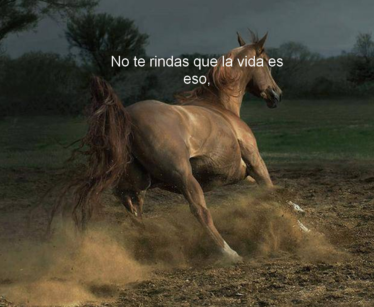 Caballos con la belleza de un poema | La cocina de Bender