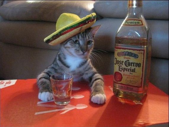 gato-mexicano.jpg