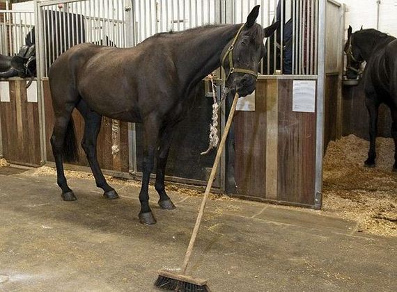 caballo-limpio.jpg
