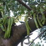 Harina de algarrobo