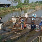 El peligro de los filetes de pez panga, basa o baza