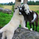 El lenguaje del amor