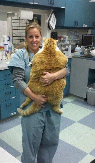 gato-enorme
