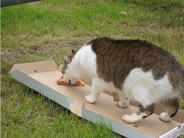 gatos-comiendo-pizzas-01