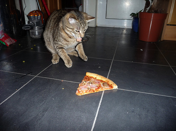 gatos-comiendo-pizzas-