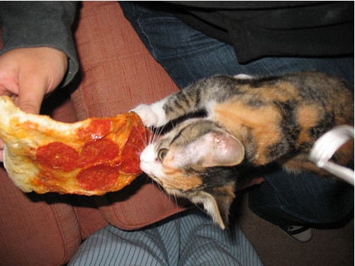 gatos-comiendo-pizzas-