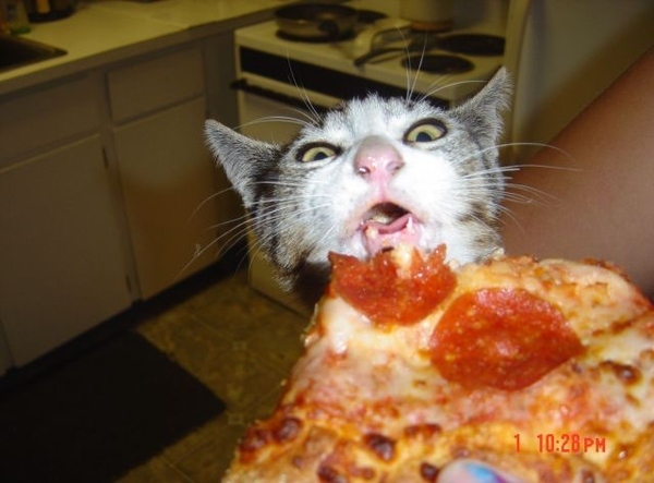 gatos-comiendo-pizzas-01