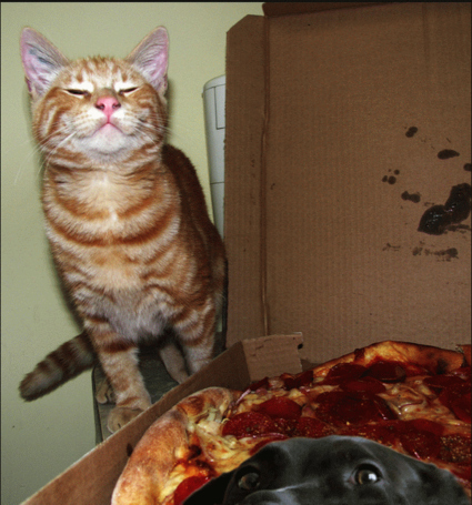 gatos locos pizzas9