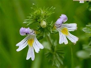 Eufrasia flor