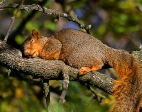 cansados-siesta-humor-19