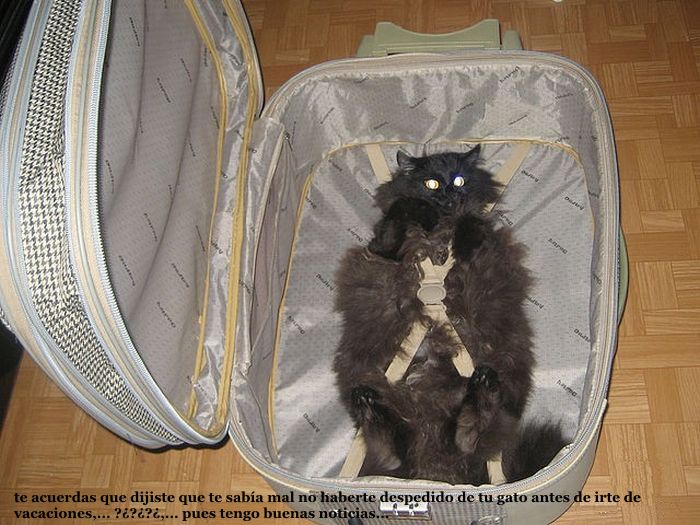 gato-maleta